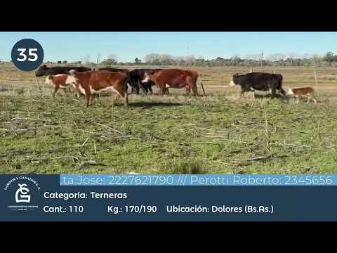 Lote HEMBRAS A TERMINO - Dolores Bs As