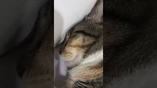 [心得] 貓貓打呼太可愛了