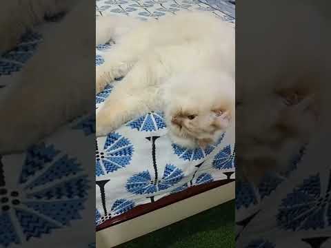 cat# cat#shorts video#funny cat 😺🤣🤓# simrah nizam#