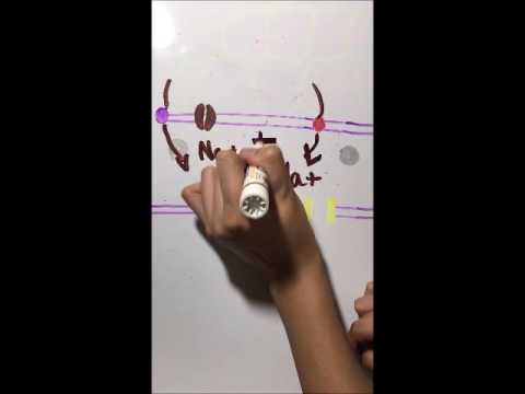 Nicole Ng Action Potential Neurotransmission Junior Video Challenge