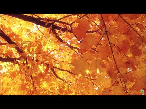 Lỡ bước sang ngang - Như Quỳnh