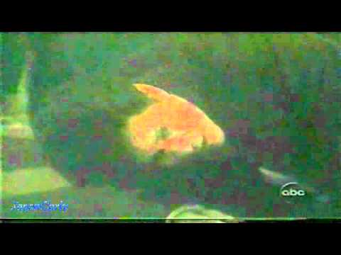 2000 Caroline Benson 131 - Sorel's Men Beat Roy Up.