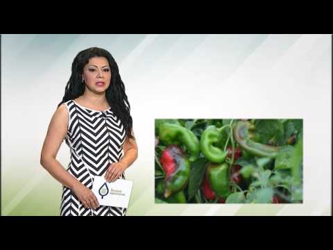 Zelena prognoza, 16.5.2017. - O neophodnim merama u proizvodnji paprike