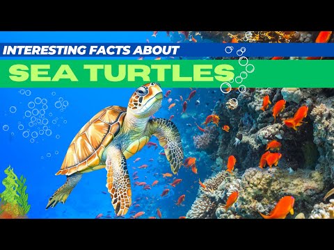 Top Facts About Sea Turtles | Turtles Facts for Kids |  Turtles Facts