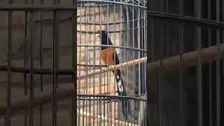 Download lagu murai isian jalak suren #muraibatu #muraiisianmewah #muraimuda #shorts mp3 Download lagu murai isian jalak suren #muraibatu #muraiisianmewah #muraimuda #shorts mp3