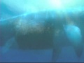 Whale Talk