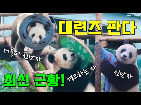 대련즈 판다 페이윈 진후 먀오인 최신 근황😍낑진후 그리고 푸바오 이모들 이야기🐼
