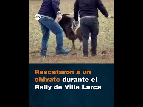 Rescataron a un chivato durante el Rally de Villa Larca