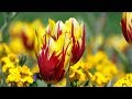 Peaceful Relaxing music, Instrumental music "Earth's Flowers" by Tim Janis