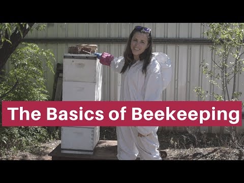 Beekeeping for beginners- The absolute basics