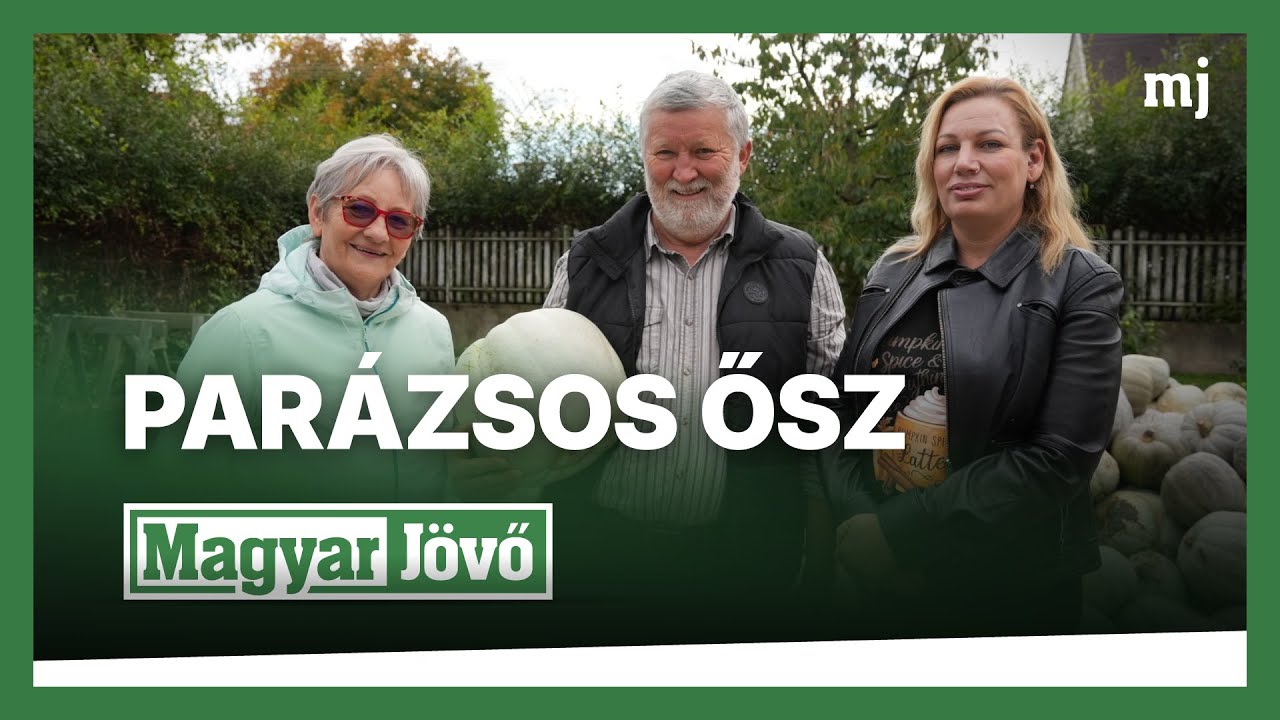 Nagydobosi sütőtök, válogatott I. osztályú – prémium minőség Nyírparasznyáról