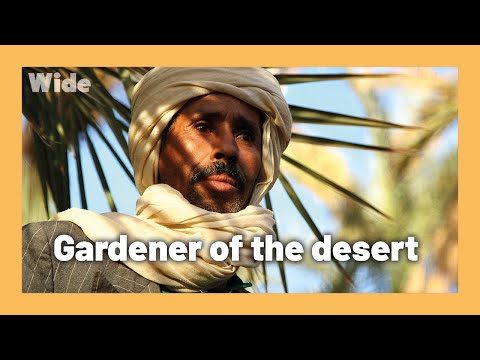 Timimoun oasis: Growing food in the desert I WIDE