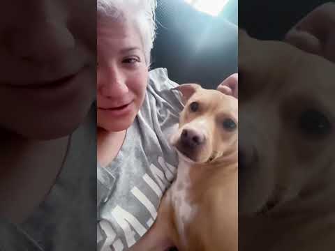 funny dogs #funny #dog #pet #doglover #doglife #usa #fyp #cute