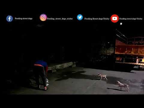 Puppies love ♥️ feeding puppies