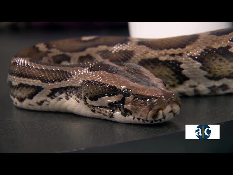 Fall Festival at Safe Haven & Educational Adventures - YouTube