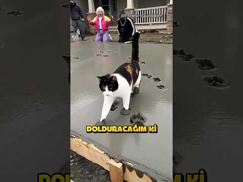 Kedi İnşaatı Mahvetti.. ❗🐱 (ParleursQuotidien /YT)