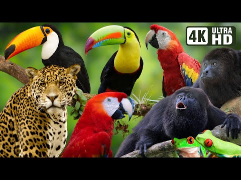 Rainforests of Costa Rica in 4K | Breathtaking Wildlife & Soothing Nature Sounds for Deep Relaxation