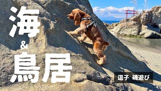 【外遊び#8】逗子磯遊び！　イングリッシュコッカースパニエル「みみ」の気持ち