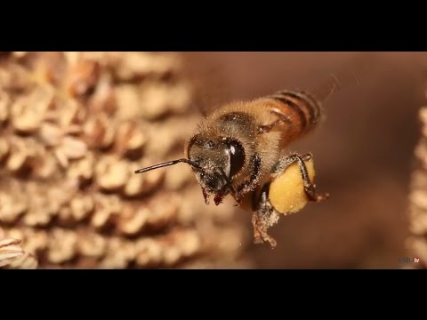 SUPER NAUKA Kako pčele prave med? 🐝