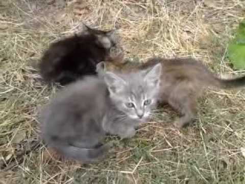 Три товарища.