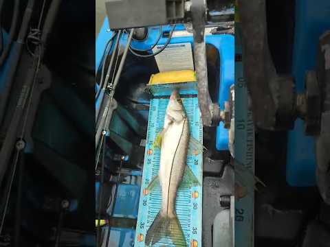 6° Torneio Paulista de Caiaque GKF, Parque Miracatu, Competidor BAKAMURA #robalo #pescaria #fishing