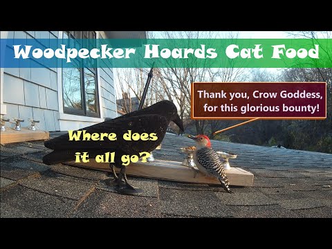 Woodpecker Hoards Cat Food - A Feeder Perspective