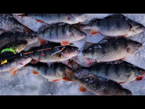 PILKILLÄ | NYT RYTISEE | AHVENEN PILKINTÄÄ JIGILLÄ | ORKA SMALLFISH