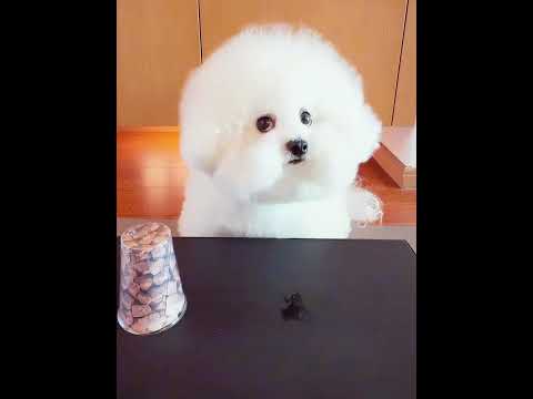 This Dog Made a Choice… And Immediately Regretted It