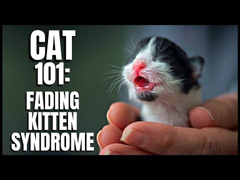 Cat 101: Fading Kitten Syndrome