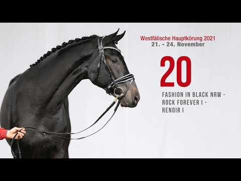 Westfälische Hauptkörung Reitpferdehengste:Kat-Nr.20 Fashion in Black NRW - Rock Forever I-Renoir I