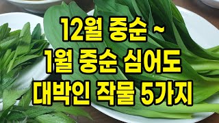 12월 중순 ~ 1월 중순에 심어도 대박인 작물 5가지