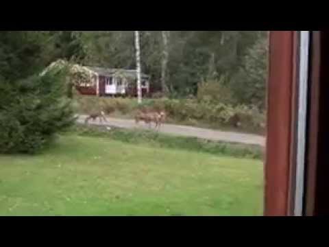 Klockhammar Rådjursfamilj 30 sept 2012