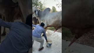 Download lagu Breeding at Baray village #cattlefarm #ox #bull #breeding #viralvideo #cow #takeoprovince #shorts mp3