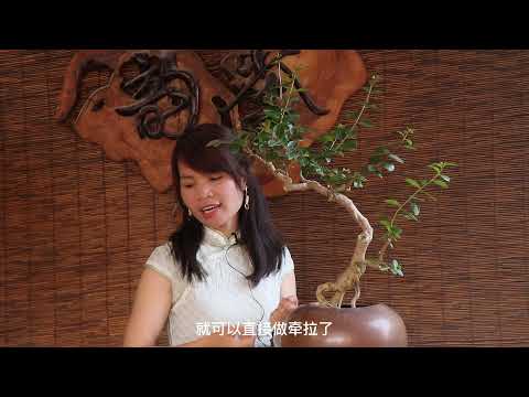 紫薇盆栽
