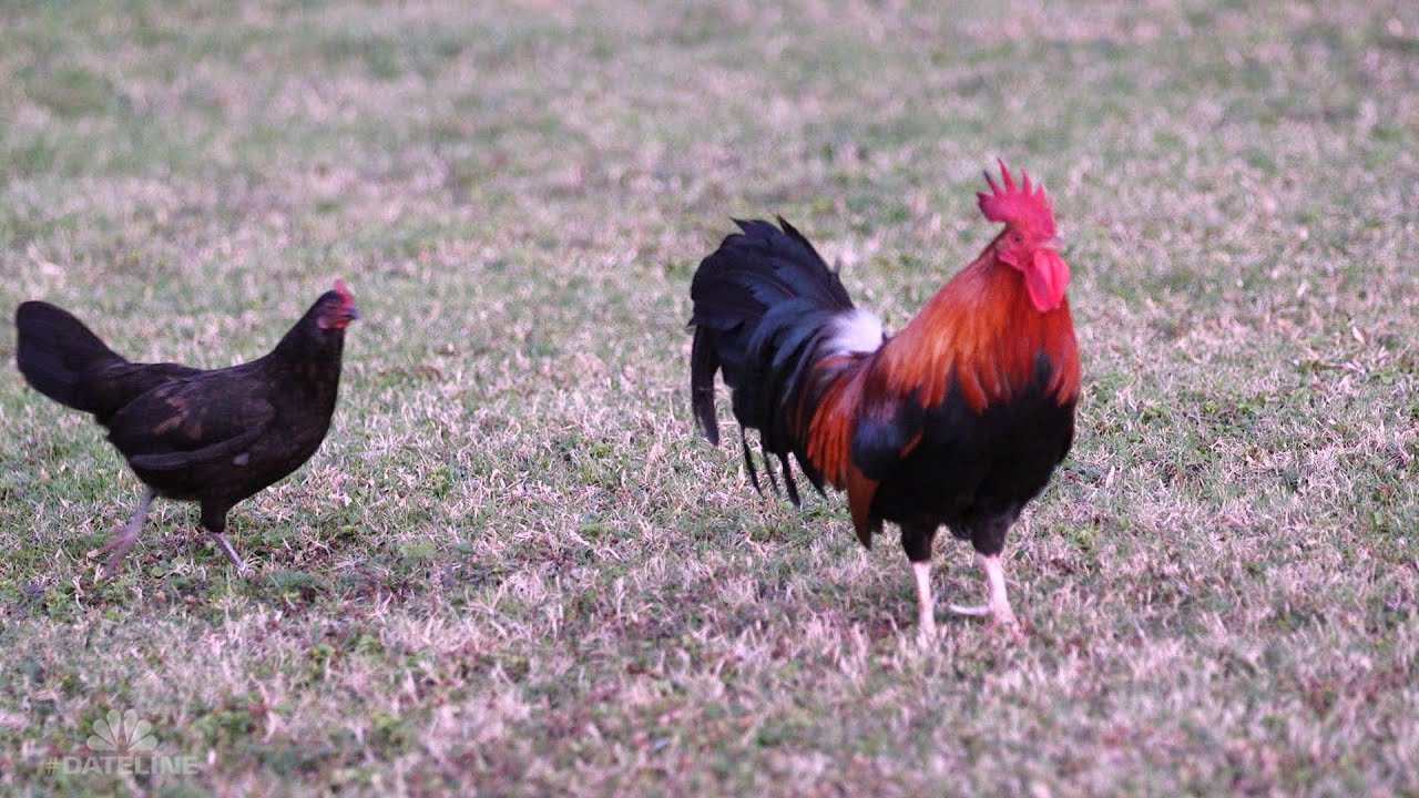 A Postcard from the Field: The Roosters of Kauai