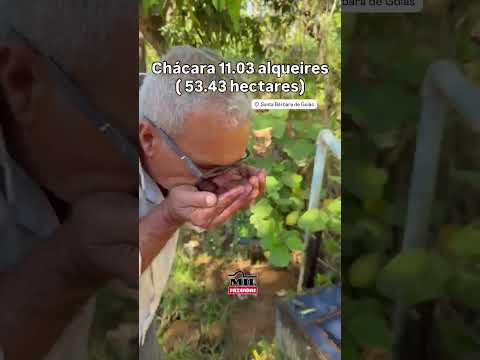 Chácara 11.03 alqueires em Santa Barbara de Goiás - 40 km de Goiânia #chacaraavenda #agro
