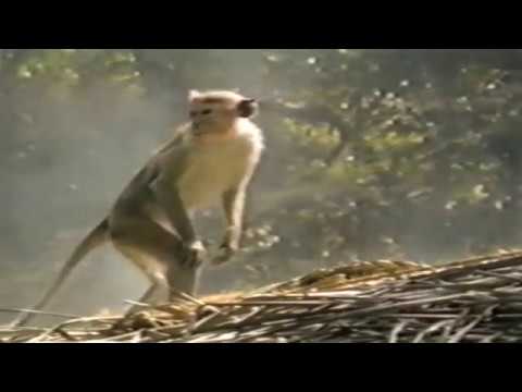 Conscious Youth   Speedball   Monkey Music Video