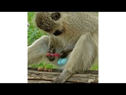 YANG METASTASI - ASTINENZA SESSUALE