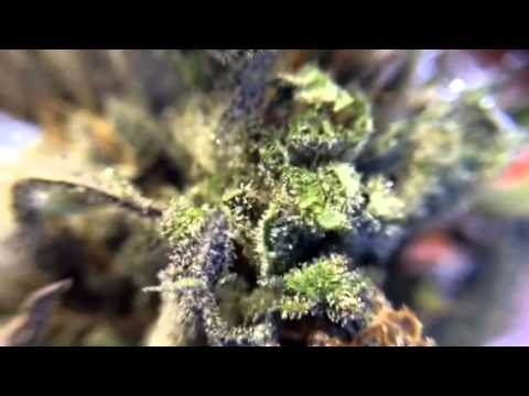 Kali Mist Close Up Video