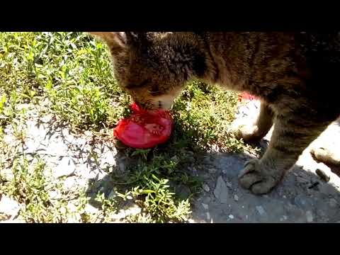 Cat enjoys eating a tomato - YouTube