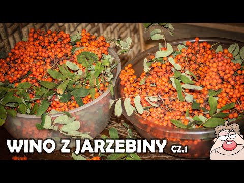 Rowan Wine - recipe - part 1 + simple LIQUEUR or Rowanberry EDIBLE ROWAN BERRY