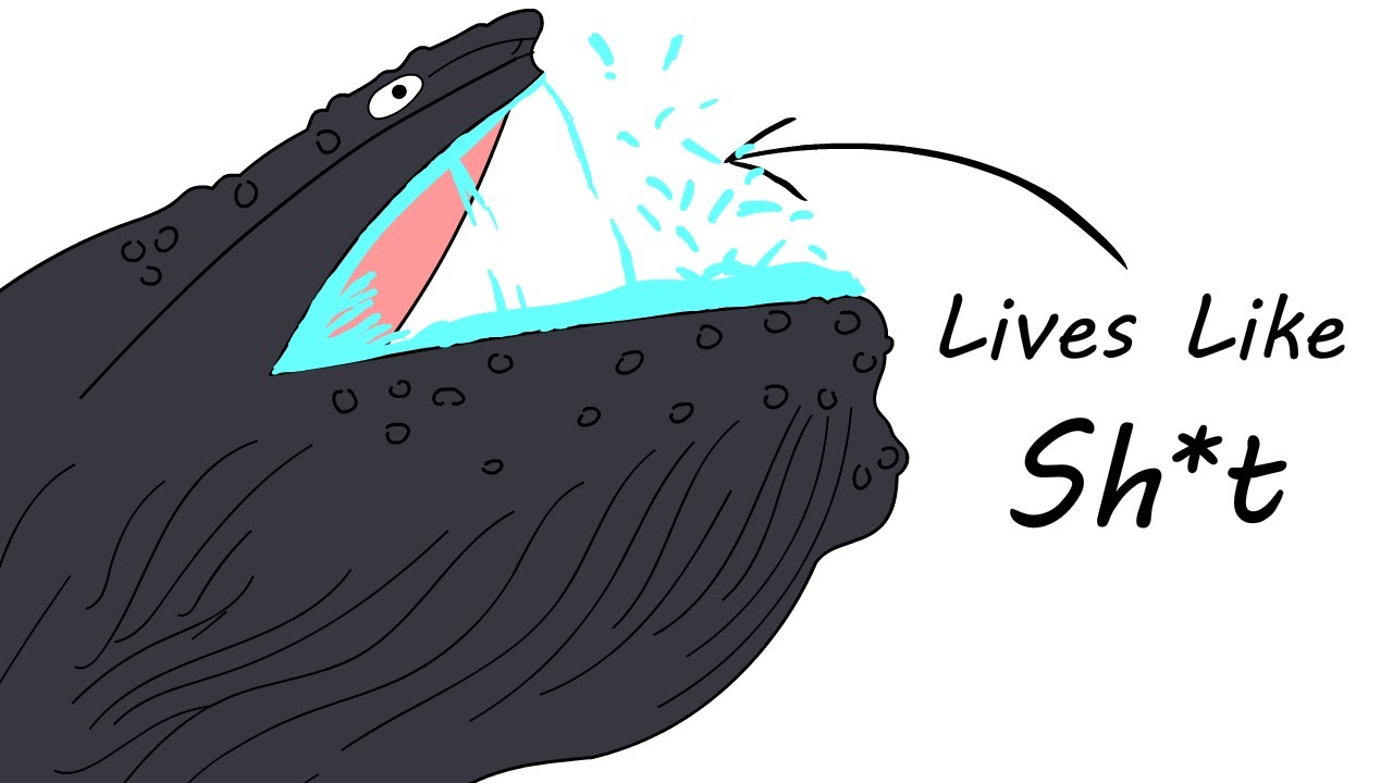 Why It Sucks To Be Born as a Humpback Whale