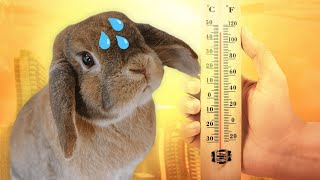 How to Keep Your Rabbit Cool in the Summer