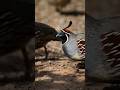 Listen To These Adorable Gambel's Quail Sounds as they Search for Food!
