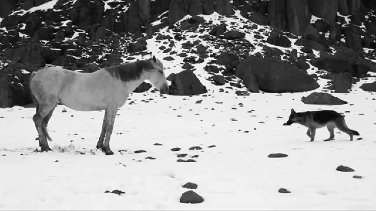 Little Block of Cement with Dishevelled Hair Containing the Sea — Official Trailer