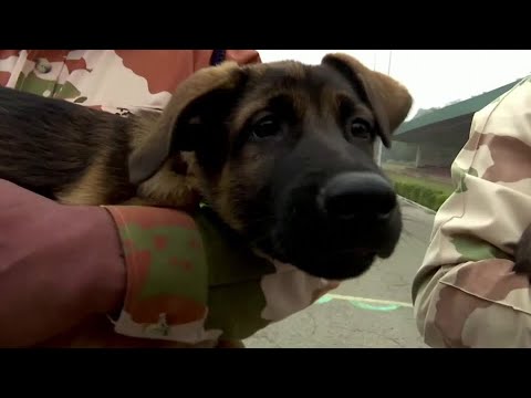 小馬利諾犬加入印度的邊境小隊 (Malinois pups join India's border squad)