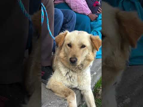 Jornada de medicina preventiva veterinaria - Pesillo, Cayambe - mayo 2026