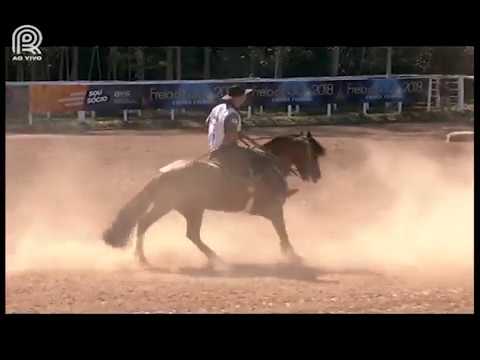 Classificatória Sapucaia (RJ) – 2° lugar machos – Pampeiro dos Três Pinhais (Prova: Bayard/Sarmento)