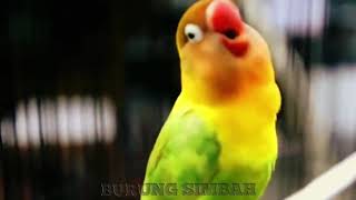 Download lagu legenda lovebird kusumo ngekek gacor mp3
