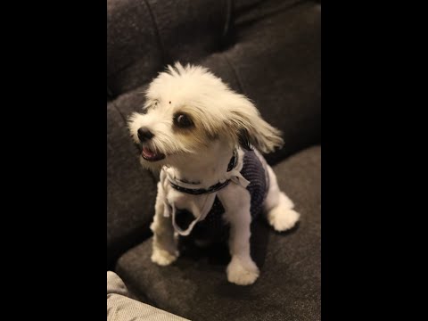 #high Elsa❄ #cute #shihtzu  #love #dog #new #trending #subscribe  #hashtags #music  #polland  #viral